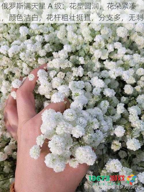 俄罗斯满天星 A 级：花型圆润，花朵紧凑，颜色洁白，花杆粗壮挺直，分支多，无刺